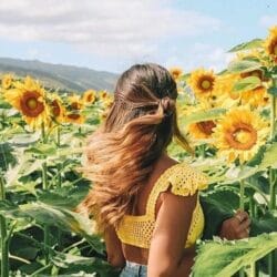 Girasoles en Pendales, Luruaco, Atlántico