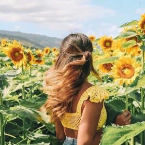 Florecen los girasoles en Pendales: nueva atracción turística de Luruaco, Atlántico