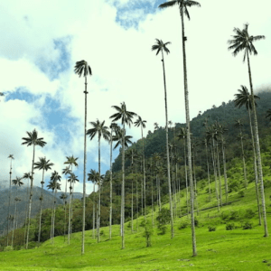 Valle del Cocora