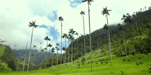 Valle del Cocora