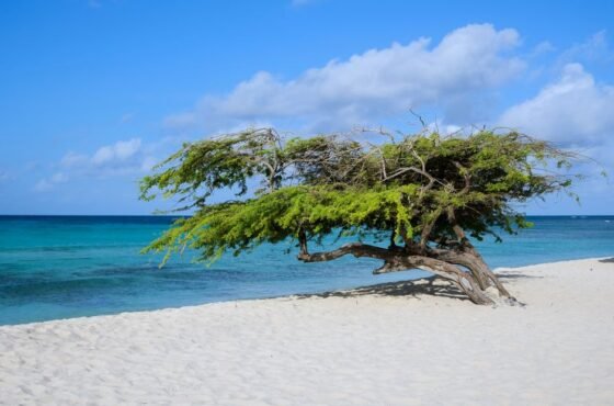 Secrets Baby Beach Aruba: Expansión y nuevas oportunidades para viajeros